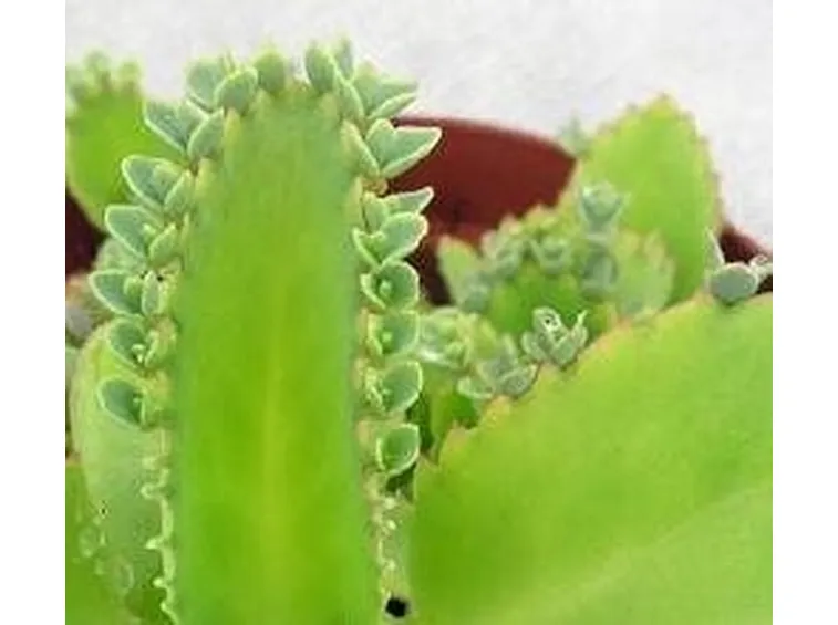 Kalanchoe