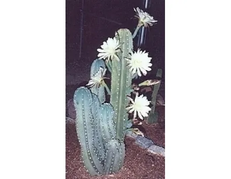 cereus