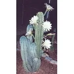 cereus