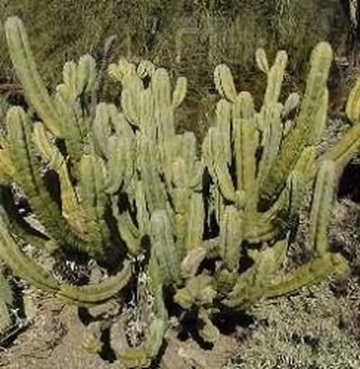 cactus
