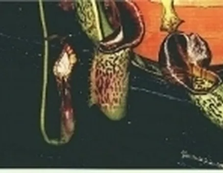nepenthes