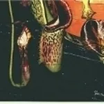 nepenthes