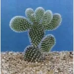 opuntia