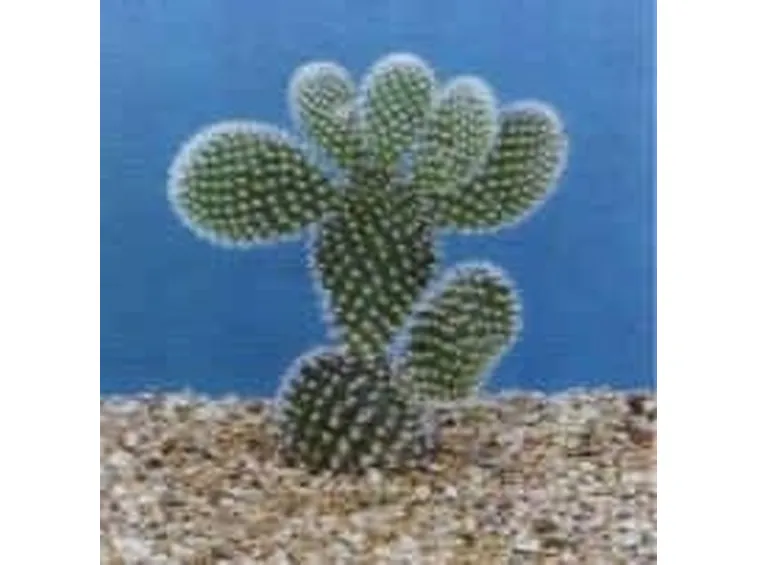 opuntia