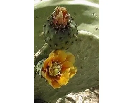 opuntia