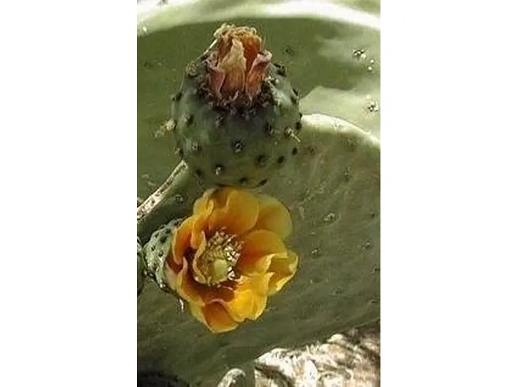 opuntia