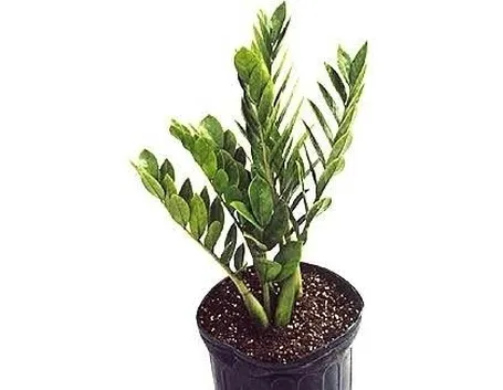 Zamioculcas