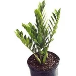 Zamioculcas