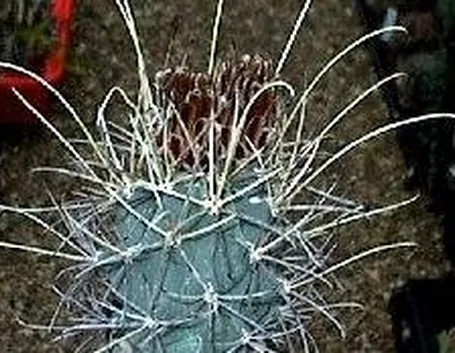 piante succulente