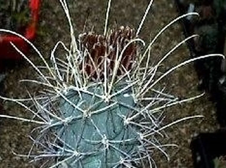 piante succulente