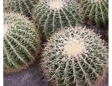 echinocactus