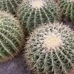 echinocactus