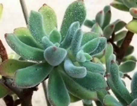 Echeveria