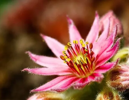 Echinopsis