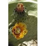 Opuntia