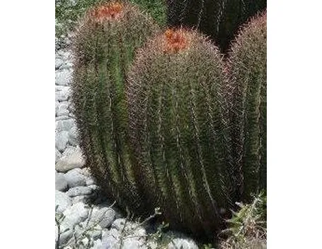 Ferocactus