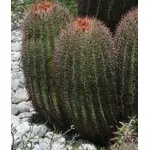 Ferocactus