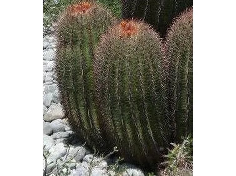 Ferocactus
