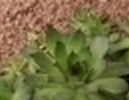 sempervivum