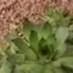 sempervivum