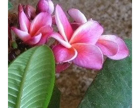 Plumeria