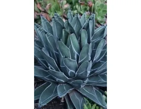 Agave