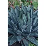Agave