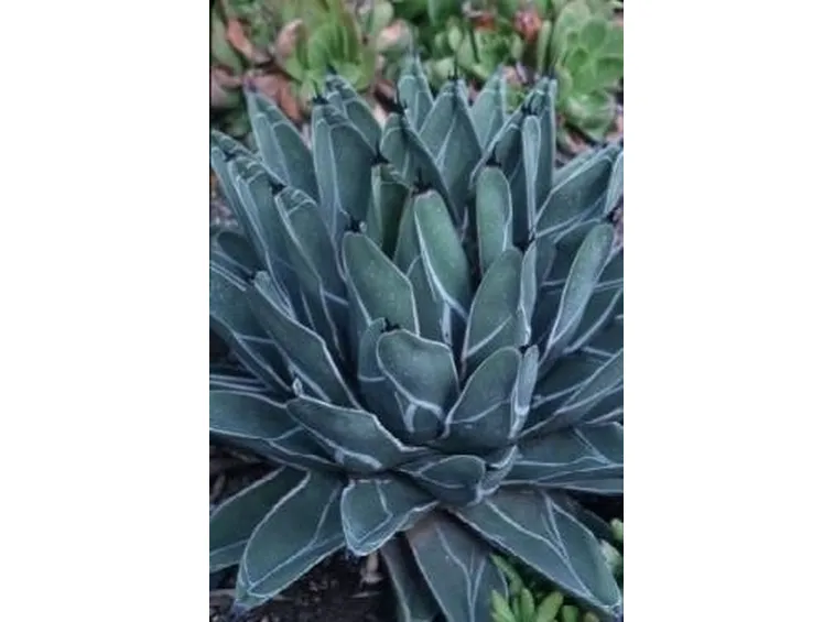 Agave
