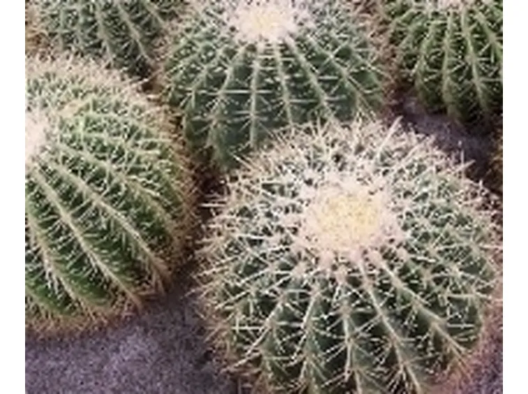 echinocactus