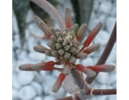 aloe ferox