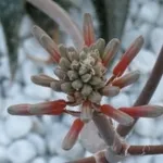 aloe ferox
