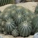 Ferocactus accestito