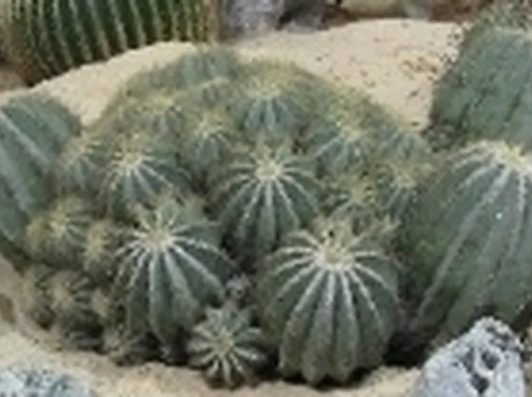 Ferocactus accestito