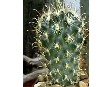 Ancistrocactus