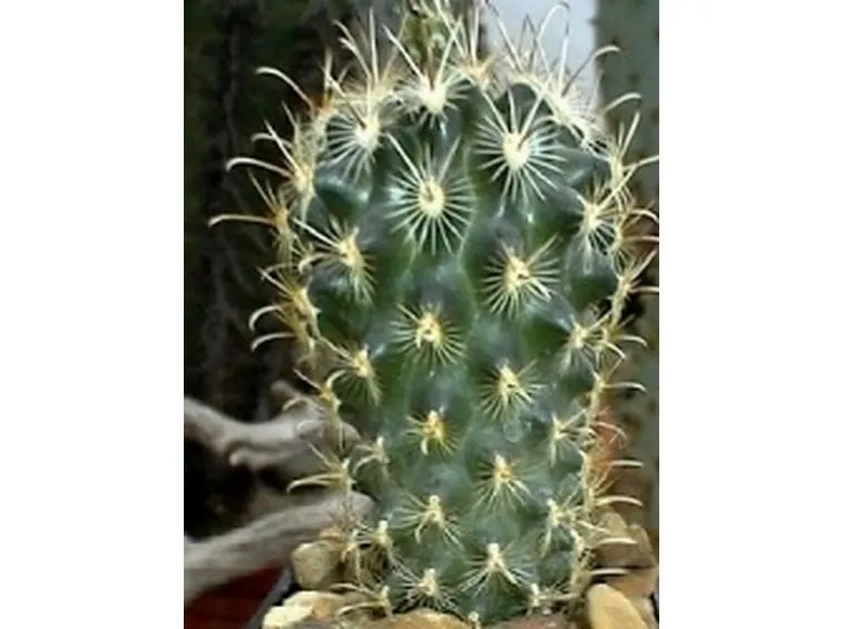 Ancistrocactus