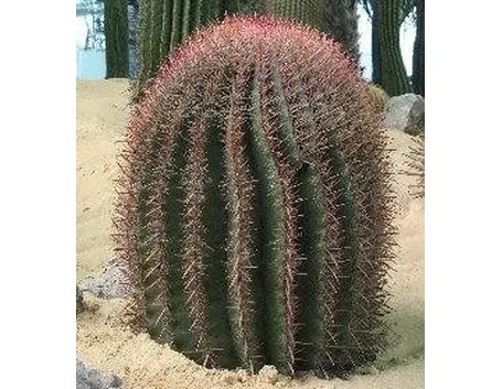 Ferocactus