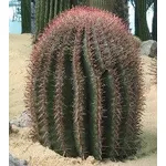 Ferocactus