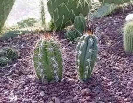 Stetsonia