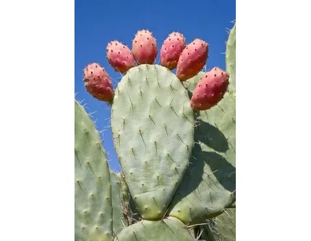 Opunzia
