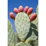 Opunzia