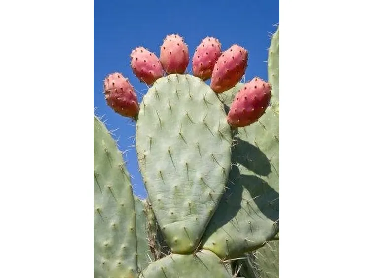 Opunzia