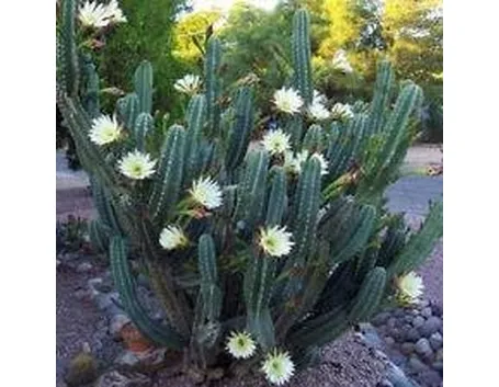 Cereus