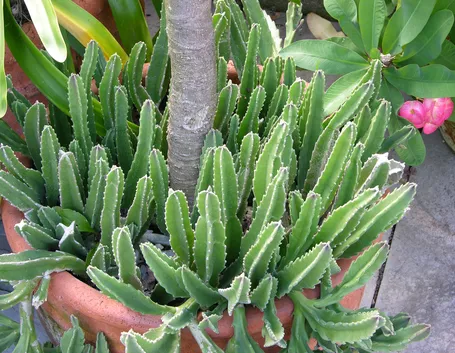 stapelia