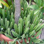 stapelia