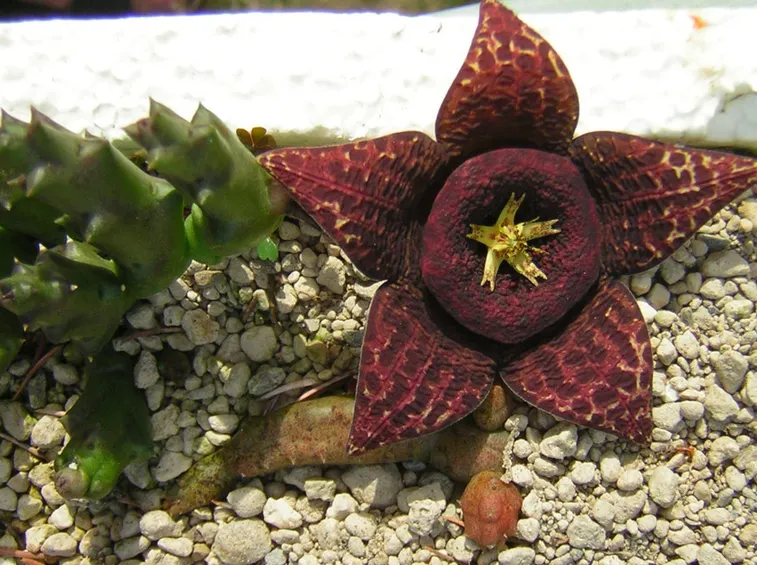 Stapelia
