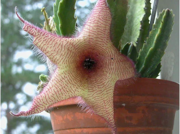 stapelia