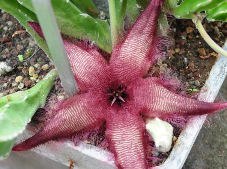 stapelia clavicorna
