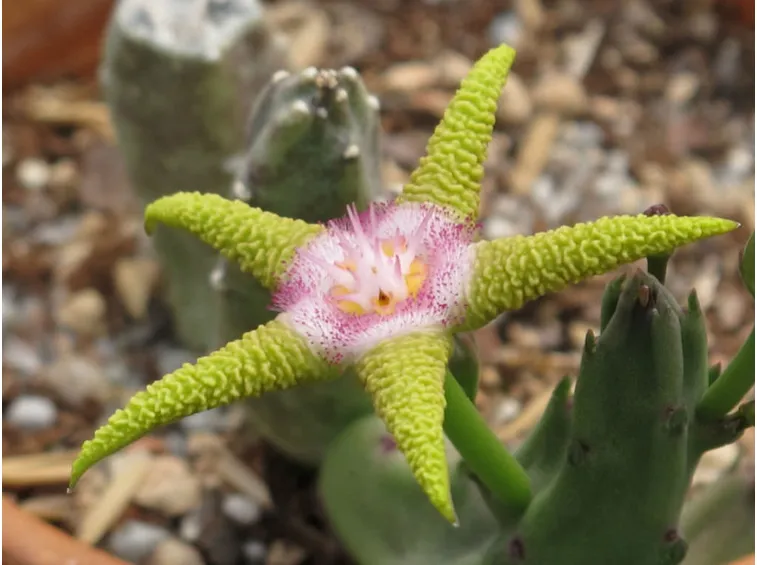 stapelia flavopurpurea