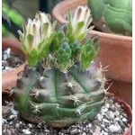 Gymnocalycium