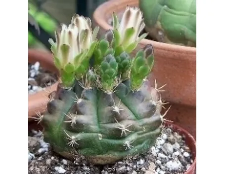 piante succulente